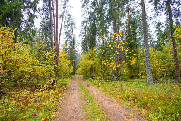 Sonbahar doğasıyla çevrili güzel küçük orman yolu. Letonya, Kuzey Avrupa 'da doğal sonbahar manzarası.