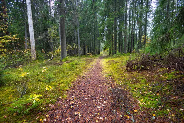 Sonbahar doğasıyla çevrili güzel küçük orman yolu. Letonya, Kuzey Avrupa 'da doğal sonbahar manzarası.