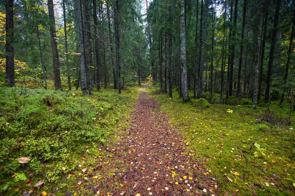 Sonbahar doğasıyla çevrili güzel küçük orman yolu. Letonya, Kuzey Avrupa 'da doğal sonbahar manzarası.