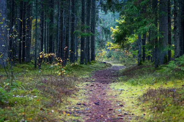 Sonbahar doğasıyla çevrili güzel küçük orman yolu. Letonya, Kuzey Avrupa 'da doğal sonbahar manzarası.