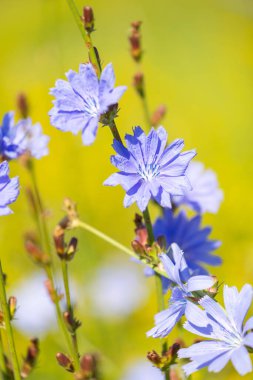 Çayırda yetişen sıradan hindiba bitkisinin güzel mavi çiçekleri. Letonya 'nın güzel yaz manzarası, Kuzey Avrupa.