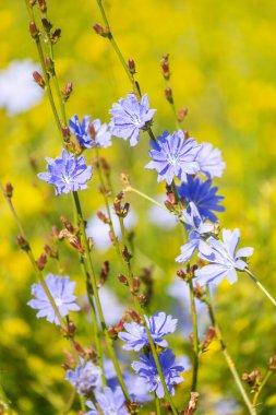 Çayırda yetişen sıradan hindiba bitkisinin güzel mavi çiçekleri. Letonya 'nın güzel yaz manzarası, Kuzey Avrupa.