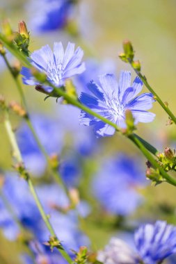 Çayırda yetişen sıradan hindiba bitkisinin güzel mavi çiçekleri. Letonya 'nın güzel yaz manzarası, Kuzey Avrupa.
