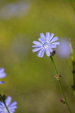 Çayırda yetişen sıradan hindiba bitkisinin güzel mavi çiçekleri. Letonya 'nın güzel yaz manzarası, Kuzey Avrupa.