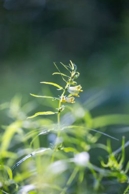 Ormanda yetişen sıradan buğday bitkisinin güzel sarı çiçekleri. Letonya 'nın güzel yaz manzarası, Kuzey Avrupa.