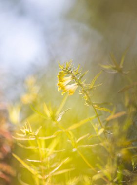 A beautiful yellow flowers of common cow-wheat plant growing in the forest. Beautiful Summer scenery of Latvia, Northern Europe. clipart