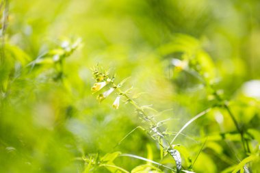 Ormanda yetişen sıradan buğday bitkisinin güzel sarı çiçekleri. Letonya 'nın güzel yaz manzarası, Kuzey Avrupa.