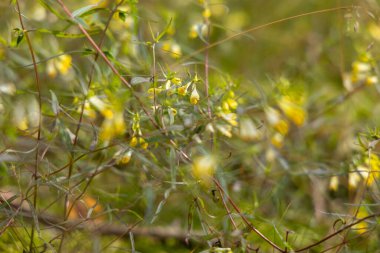 Ormanda yetişen sıradan buğday bitkisinin güzel sarı çiçekleri. Letonya 'nın güzel yaz manzarası, Kuzey Avrupa.