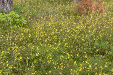 A beautiful yellow flowers of common cow-wheat plant growing in the forest. Beautiful Summer scenery of Latvia, Northern Europe. clipart