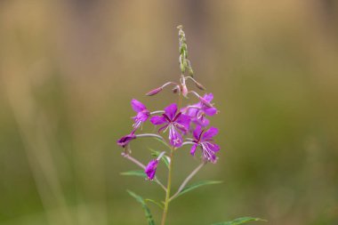 Orman çayırlarında açan pembe yakut çiçekleri. Letonya 'nın güzel yaz manzarası, Kuzey Avrupa.