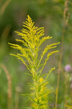 Çayırda açan Kanadalı altın sarısı çiçekleri. Letonya 'nın güzel yaz manzarası, Kuzey Avrupa.