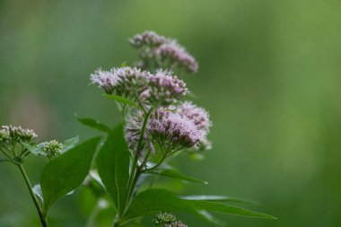 Purple hemp-agrimony flowers blooming near the pond. Beautiful summer scenery of Latvia, Northern Europe. clipart