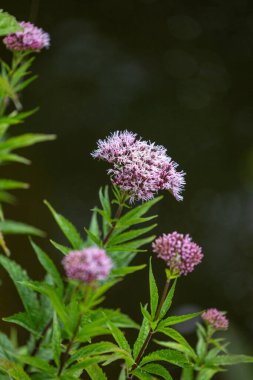 Purple hemp-agrimony flowers blooming near the pond. Beautiful summer scenery of Latvia, Northern Europe. clipart