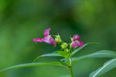 Himalaya balsam bitkisinin parlak pembe çiçekleri suyun yanında yetişiyor. Letonya 'nın güzel yaz manzarası, Kuzey Avrupa.