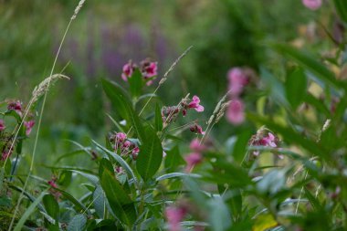 Himalaya balsam bitkisinin parlak pembe çiçekleri suyun yanında yetişiyor. Letonya 'nın güzel yaz manzarası, Kuzey Avrupa.