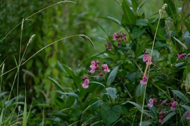 Himalaya balsam bitkisinin parlak pembe çiçekleri suyun yanında yetişiyor. Letonya 'nın güzel yaz manzarası, Kuzey Avrupa.