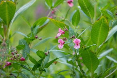 Himalaya balsam bitkisinin parlak pembe çiçekleri suyun yanında yetişiyor. Letonya 'nın güzel yaz manzarası, Kuzey Avrupa.