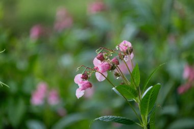 Himalaya balsam bitkisinin parlak pembe çiçekleri suyun yanında yetişiyor. Letonya 'nın güzel yaz manzarası, Kuzey Avrupa.
