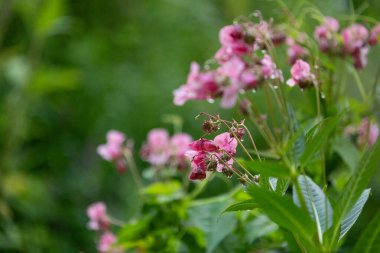 Himalaya balsam bitkisinin parlak pembe çiçekleri suyun yanında yetişiyor. Letonya 'nın güzel yaz manzarası, Kuzey Avrupa.