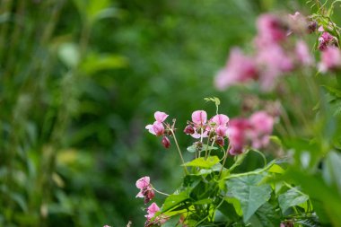 Himalaya balsam bitkisinin parlak pembe çiçekleri suyun yanında yetişiyor. Letonya 'nın güzel yaz manzarası, Kuzey Avrupa.