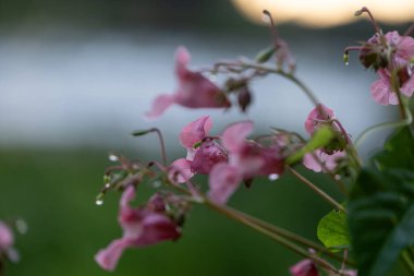 Himalaya balsam bitkisinin parlak pembe çiçekleri suyun yanında yetişiyor. Letonya 'nın güzel yaz manzarası, Kuzey Avrupa.