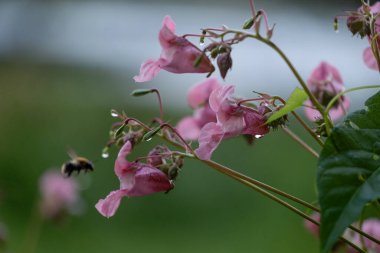 Himalaya balsam bitkisinin parlak pembe çiçekleri suyun yanında yetişiyor. Letonya 'nın güzel yaz manzarası, Kuzey Avrupa.