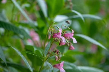 Himalaya balsam bitkisinin parlak pembe çiçekleri suyun yanında yetişiyor. Letonya 'nın güzel yaz manzarası, Kuzey Avrupa.