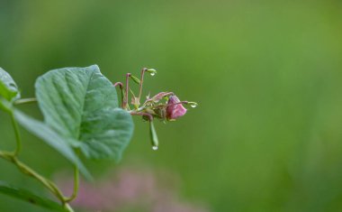 Himalaya balsam bitkisinin parlak pembe çiçekleri suyun yanında yetişiyor. Letonya 'nın güzel yaz manzarası, Kuzey Avrupa.