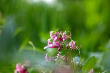 Himalaya balsam bitkisinin parlak pembe çiçekleri suyun yanında yetişiyor. Letonya 'nın güzel yaz manzarası, Kuzey Avrupa.