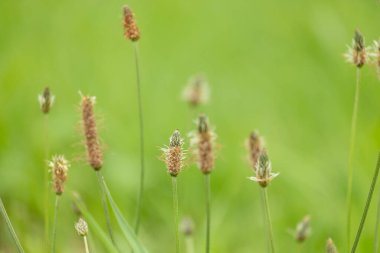 Çayırda çiçek açan küçük beyaz muz çiçekleri. Letonya 'nın güzel yaz manzarası, Kuzey Avrupa.