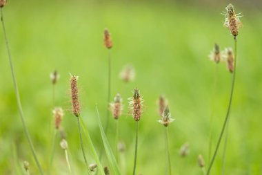 Çayırda çiçek açan küçük beyaz muz çiçekleri. Letonya 'nın güzel yaz manzarası, Kuzey Avrupa.