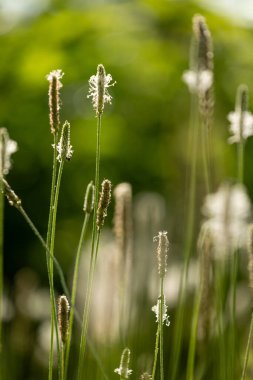 Çayırda çiçek açan küçük beyaz muz çiçekleri. Letonya 'nın güzel yaz manzarası, Kuzey Avrupa.