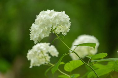 Bahçede büyüyen çalılıklarda beyaz hortensiya çiçeği. Letonya 'nın güzel yaz manzarası, Kuzey Avrupa.