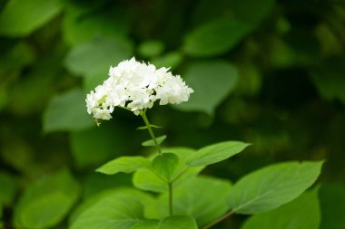 Bahçede büyüyen çalılıklarda beyaz hortensiya çiçeği. Letonya 'nın güzel yaz manzarası, Kuzey Avrupa.