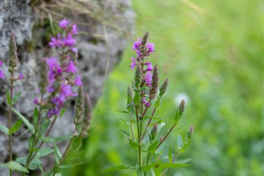 Mor gevşek çiçekleri suyun yanında açıyor. Letonya 'nın güzel yaz manzarası, Kuzey Avrupa.