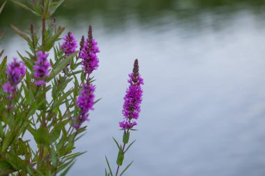 Mor gevşek çiçekleri suyun yanında açıyor. Letonya 'nın güzel yaz manzarası, Kuzey Avrupa.