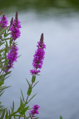 Mor gevşek çiçekleri suyun yanında açıyor. Letonya 'nın güzel yaz manzarası, Kuzey Avrupa.