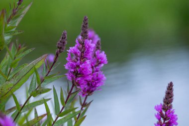 Mor gevşek çiçekleri suyun yanında açıyor. Letonya 'nın güzel yaz manzarası, Kuzey Avrupa.