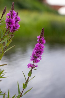 Mor gevşek çiçekleri suyun yanında açıyor. Letonya 'nın güzel yaz manzarası, Kuzey Avrupa.