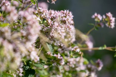 Bahçede yetişen mor, kokulu kekik çiçekleri. Letonya 'nın güzel yaz manzarası, Kuzey Avrupa.