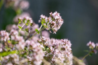 Bahçede yetişen mor, kokulu kekik çiçekleri. Letonya 'nın güzel yaz manzarası, Kuzey Avrupa.