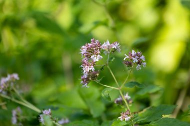 Bahçede yetişen mor, kokulu kekik çiçekleri. Letonya 'nın güzel yaz manzarası, Kuzey Avrupa.