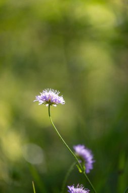 Orman çayırında açan mor kır çiçeği. Letonya 'nın güzel yaz manzarası, Kuzey Avrupa.