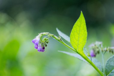 Orman çayırında açan mor kır çiçeği. Letonya 'nın güzel yaz manzarası, Kuzey Avrupa.