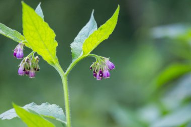 Orman çayırında açan mor kır çiçeği. Letonya 'nın güzel yaz manzarası, Kuzey Avrupa.