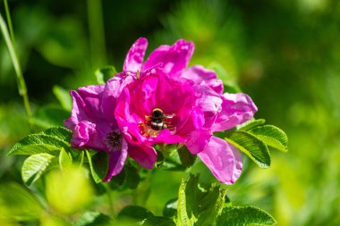 Çalılıklarda açan güzel yabani gül çiçekleri. Letonya 'nın güzel yaz manzarası, Kuzey Avrupa.