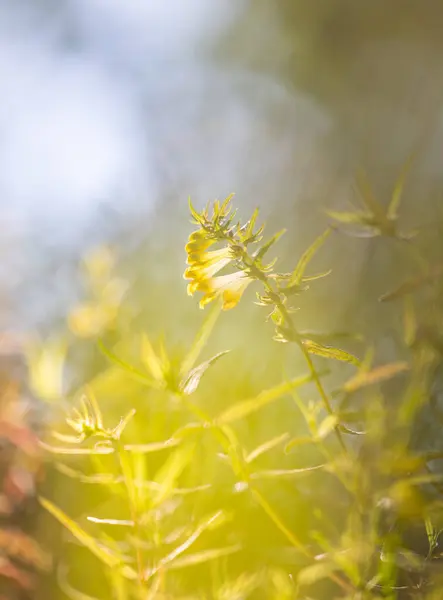 stock image A beautiful yellow flowers of common cow-wheat plant growing in the forest. Beautiful Summer scenery of Latvia, Northern Europe.