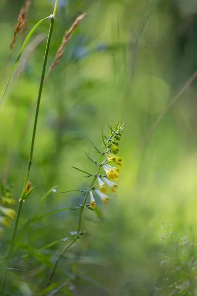 stock image A beautiful yellow flowers of common cow-wheat plant growing in the forest. Beautiful Summer scenery of Latvia, Northern Europe.