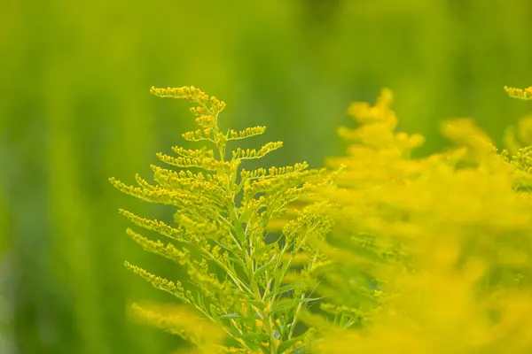 stock image Bright yellow flowers of Canadian goldenrod blooming in the meadow. Beautiful summer scenery of Latvia, Northern Europe.