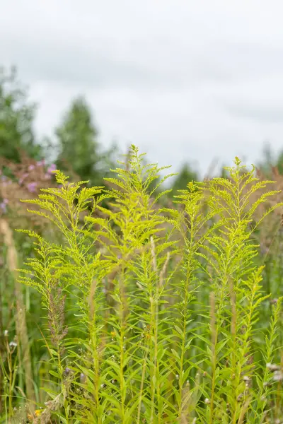 stock image Bright yellow flowers of Canadian goldenrod blooming in the meadow. Beautiful summer scenery of Latvia, Northern Europe.